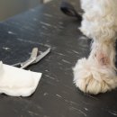 츄츄동물병원 이미지