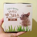 냥이친구 이미지