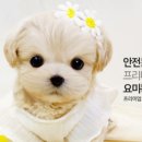 댕댕이지 이미지