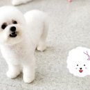 #아름답개 이미지