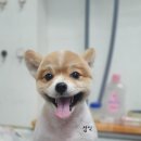 짱구네동물병원 이미지