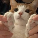 랑이옷장 이미지