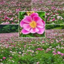 상동읍 꼴두바우공원 이미지