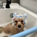 애니테티카 이미지