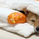 분홍강아지 이미지