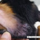 의정부24시IU동물병원 이미지