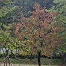 10월 15일(수) 52만명 섬나라 &#39;카보베르데&#39;, 사상 첫 월드컵 본선 진출! 이미지