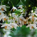 꽃달아줄개 이미지