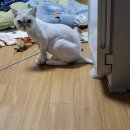 고양이무마취미용 고무미 네이버블로그