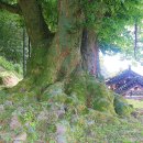 남원 진기리 느티나무 이미지