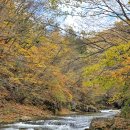금강거제지점 | '오대산 선재길' 3시간 코스 A to Z 완벽 정리! 코스, 대중교통, 주차 꿀팁 대공개