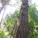 송담2로 Daum카페