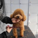 킴스애견미용 이미지