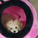 애견 11번가 네이버블로그