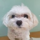 진리 동물병원 이미지