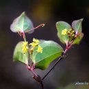 숲속에향기 이미지