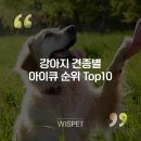 와즈펫(wispet) 이미지