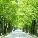 죽림4로가로수 Daum카페