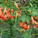 개나리꽃농원 이미지