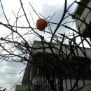 감나무민박 이미지