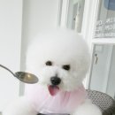 펫더스타일 이미지