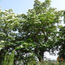 양재리이팝나무 이미지