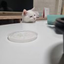 24시청주다옴동물의료센터 이미지