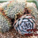 (주)성영 이미지