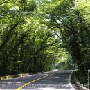 [제주도여행] 숲터널 - 5.16도로 드라이브코 강추장소 이미지