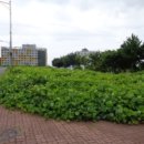 서호동-2 이미지