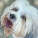 눈이튼튼 동물병원 이미지