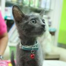 엣지퍼피 이미지