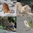 현대 강아지＆고양이 이미지