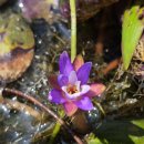 물결치는 달빛 (  이미지