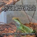 말레이시아 사파리 <얼룩말 잭> | [이색 애완동물 전문점] 애완 전갈 입양 후기 / 부산파충류샵 더 사파리