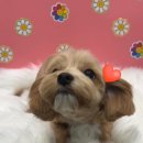 펫마켓 서구점 이미지