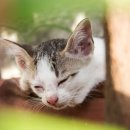 캣앤캣 고양이 병원 이미지