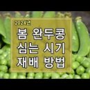 완두콩밥하기 완두콩수확과 완두콩보관 완두콩 농사 이미지