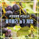 나주농장 | 무농약이라 더 좋은 루루블루베리 체험, 아이랑 가볼만한곳 &amp; 나주 로컬푸드