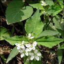 작은꽃지천 이미지