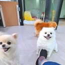 복이애견샵 이미지