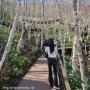 초록별숲유치원 | [화담숲 벚꽃] 4월 11일 실시간 만개 후기 예약 경기도 벚꽃 명소