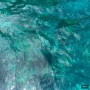 행운세탁소 | 신혼여행 4일차 🇮🇩발리 | 아카타라 호텔 조식과 솔직 후기, 누사페니다 서부투어&amp;스노클링(feat. 돌고래)