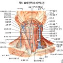 침구인체해부학(근육계통~머리 목 근육) 이미지