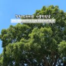 → 팽나무3거리 이미지