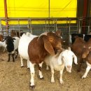 슈퍼염소농장 이미지