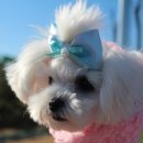 씽씽쑝쑝 이미지