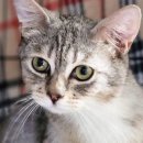 나비야(NABIYA) 이미지