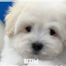 화이트 퍼피 켄넬 이미지