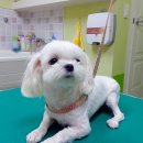 퍼피 투게더 이미지